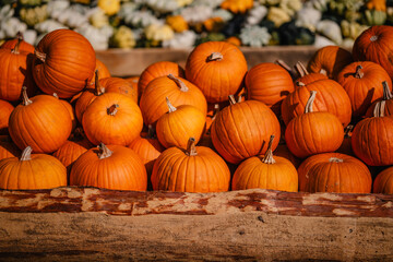 Herbstliche Kürbisse auf rustikalem Marktstand, Hokkaido
Kürbis 
