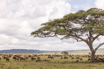 Large herd of Wildebeest grazing around a big tree during the great migtration in the open savannah...