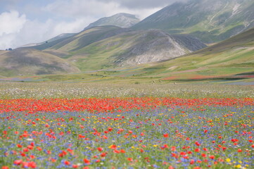 field of flowers near Castelluccio di Norcia in Umbria in Italy
