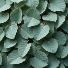 Obraz premium Soft green heart-shaped leaves with smooth textures in a natural arrangement.