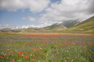 field of flowers near Castelluccio di Norcia in Umbria in Italy
