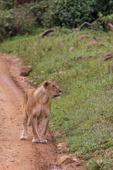 Female lion with lots of mosquitoes on his snout walking along the road scanning the savannah envirionment in Serengeti in Tanzania, East Africa