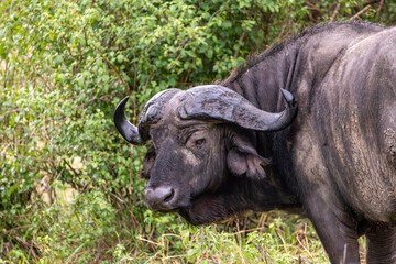 Portrait of Cape buffalo looking into camera in Serengeti in Tanzania, East Africa