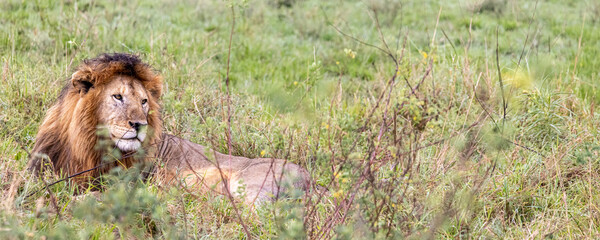 Male lion resting in grassland between bushes in Serengeti in Tanzania, East Africa