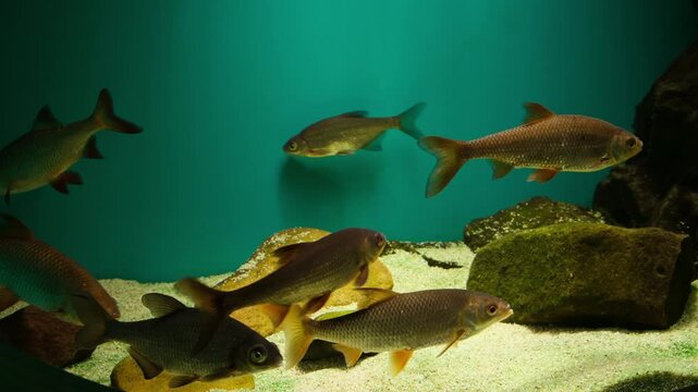River fish swimming in the aquarium - rudd and roach
