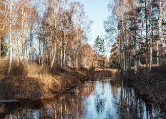 winter landscape without snow, swamp ditches, white birches on the ditch bank, reflections, Seda swamp trail, Latvia