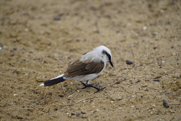 Masked water tyrant (Fluvicola nengeta) is a species of bird in the family Tyrannidae. Fortaleza Ceará, Brazil.