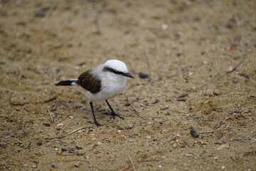 Fototapeta premium Masked water tyrant (Fluvicola nengeta) is a species of bird in the family Tyrannidae. Fortaleza Ceará, Brazil.