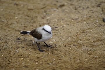 Masked water tyrant (Fluvicola nengeta) is a species of bird in the family Tyrannidae. Fortaleza Ceará, Brazil.