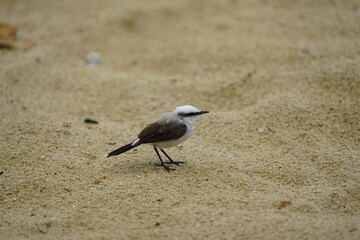 Masked water tyrant (Fluvicola nengeta) is a species of bird in the family Tyrannidae. Fortaleza Ceará, Brazil.