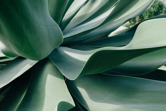 Close-Up View of a Green Succulent Plant's Graceful Leaves in Nature