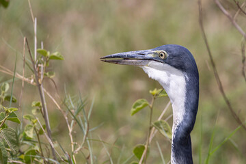 Closeup of teh head of Black-headed Heron (Ardea melanocephala) in Serengeti in Tanzania, East Africa