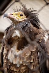 Eagle in a zoo behind a fence 