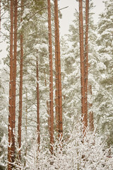 The heavy snowfall in a wild park, winter fairy tale in the forest, snow-covered tree branches, large flakes of snow are slowly falling, nobody, snow storm, blizzard