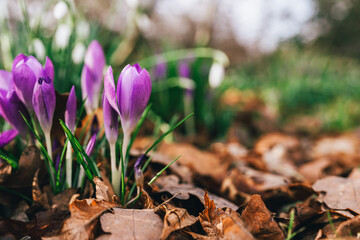 Purple Crocuses Blooming Among Fallen Leaves During Warm Spring Day