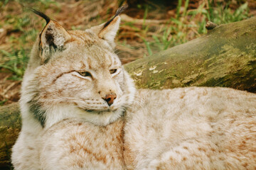 Close up of a Lynx standing on sun