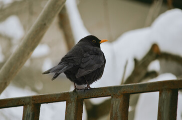 Blackbird in the winter .Close up 