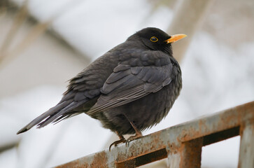 Blackbird in the winter .Close up 