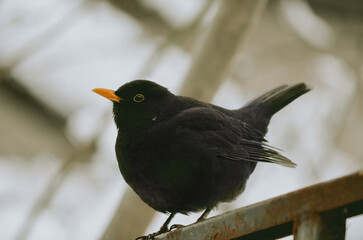 Blackbird in the winter .Close up 