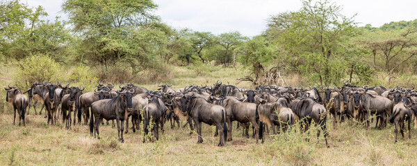 Wildebeest crossing the road during great migration in Serengeti in Tanzania, East Africa