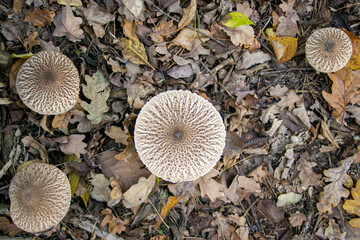 Glade with Umbrella Mushrooms (Macrolepiota procera) top view. Umbrella mushrooms Macrolepiota procera in the autumn forest.