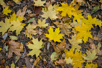 Yellow autumn maple leaves lie on the ground. Abstract background with fallen maple leaves.