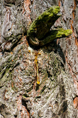 Pine sap. Drop of resin on a pine tree. Pine bark and yellow resin.