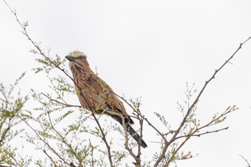 Purple roller or rufous-crowned roller (Coracias naevius) singing out loud in tree top in Serengeti in Tanzania, East Africa