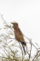 Purple roller or rufous-crowned roller (Coracias naevius) singing out loud in tree top in Serengeti in Tanzania, East Africa