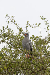 Southern pale chanting goshawk or Pale chanting goshawk (Melierax canorus) in Serengeti in Tanzania, East Africa