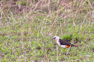 White-headed buffalo weaver or white-faced buffalo-weaver (Dinemellia dinemelli) during wildlife safari in Serengeti in Tanzania, East Africa