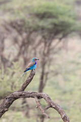 Colorful Lilac-breasted roller (Coracias caudatus) perched at dead tree branche in Serengeti in Tanzania, East Africa