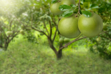 Pomelo fruit hang on tree branch in tropical orchard