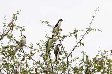 Group of Grey-backed fiscal (Lanius excubitoroides) during bird safari in Serengeti in Tanzania, East Africa