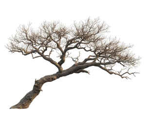 Fototapeta premium realistic depiction of bare tree with intricate branches, showcasing its unique structure and texture. tree appears isolated against transparency background, emphasizing its natural beauty