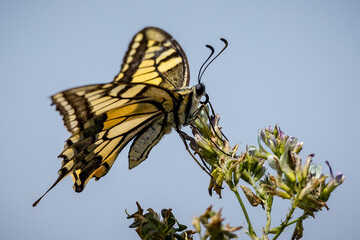 Schwalbenschwanz Schmetterling vor blauem Himmel auf einer Blume