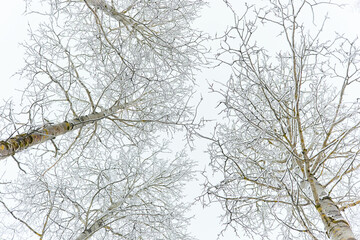 The heavy snowfall in a wild park, winter fairy tale in the forest, snow-covered tree branches, large flakes of snow are slowly falling, nobody, snow storm, blizzard