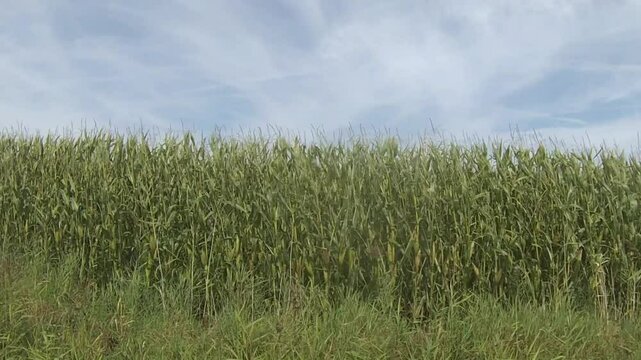 Nr Nieuwpoort Belgium. 
Corn fields. (Zea mays - Maize - Mais)