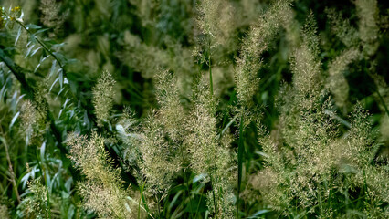 Calamagrostis brachytricha under the sunray