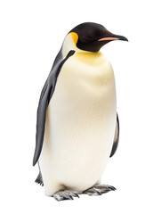Fototapeta premium Isolated Emperor Penguin Standing Tall