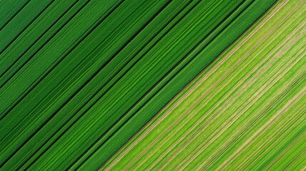 Aerial view of lush green fields with contrasting shades, showcasing orderly rows of crops in a vibrant landscape.