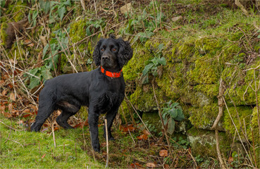 Black working cocker spaniel out loose in the field