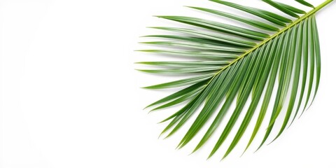 Fototapeta premium Single Palm Frond on White Background, Ideal for Tropical Themed Designs and Summer Projects