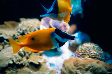 A vibrant orange tropical fish with a unique black and white snout swims near colorful coral reefs. A stunning underwater scene showcasing marine life and aquatic beauty.
