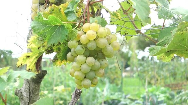 Vitis vinifera 'Pearl of Zala' on an Amsterdam allotment