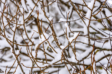 snow texture on natural tree branches, mottled texture