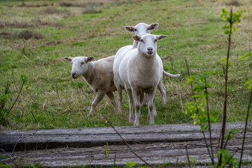 close up portrait of pretty white sheep
