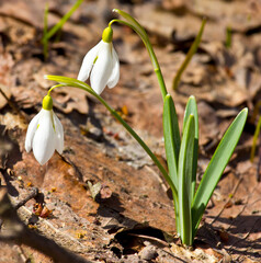 Tender and pristine beauty in nature.