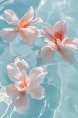 beautiful white and pink cilium flowers floating on the water in a pool