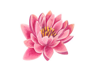 pink flower. Watercolor illustration of a delicate dahlia, chrysanthemum. hand drawn Botanical illustration isolated on transparent background. clip art and cut out element design